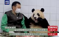 治愈人心！熊貓“福寶”成為亞太地區“超級偶像”