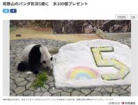 旅日大熊貓“彩濱”五歲啦！園方送上特別禮物
