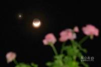 金星伴殘月，“星月對話”下周上演連續劇