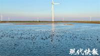 冬候鳥“先頭部隊”抵達東臺濕地