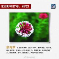 緊急提醒：劇毒！千萬別拿來煲湯