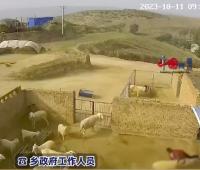 老人穿紅衣進羊圈被羊頂撞身亡，涉事羊已被家屬宰殺